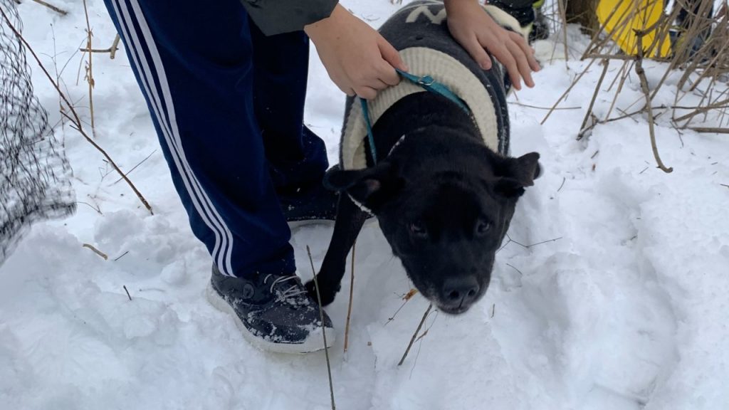 Glendale Dog Rescue