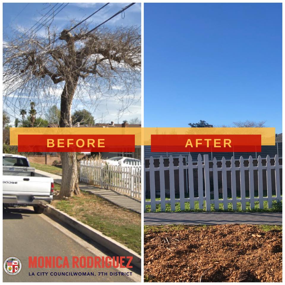 Removal of dead trees- Councilwoman Monica Rodriguez