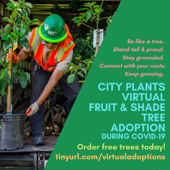 Councilwoman Monica Rodriguez - The City is Pffering Limited Free Fruit and Shade Tree "Virtual Adoptions"
