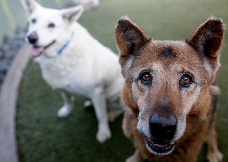 STNC - Hot Weather Pet Safety Tips
