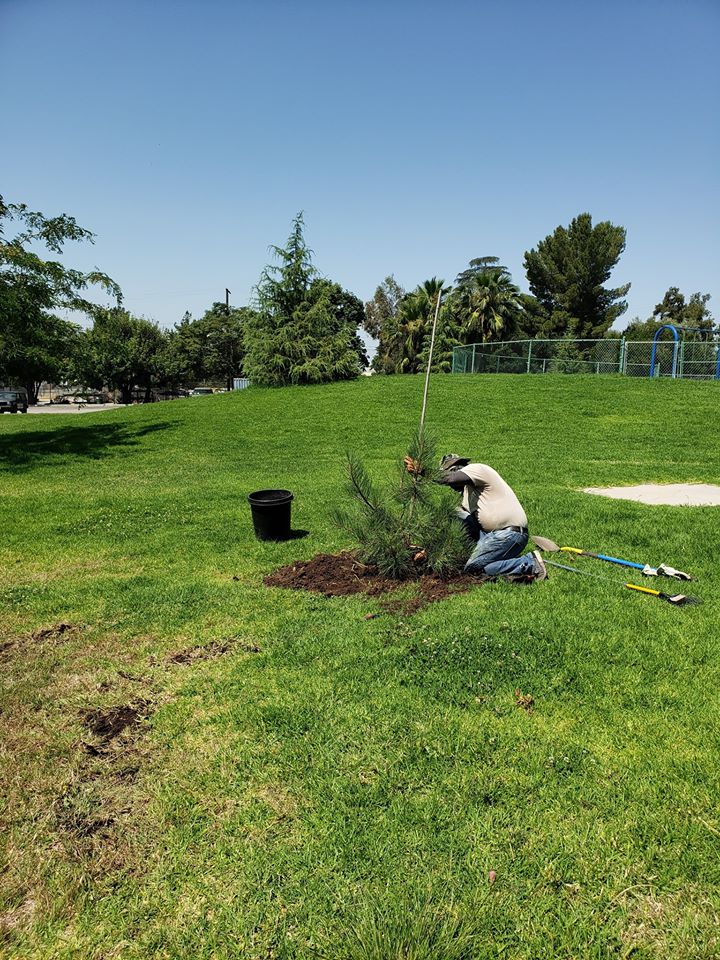 Planting 47 New Trees