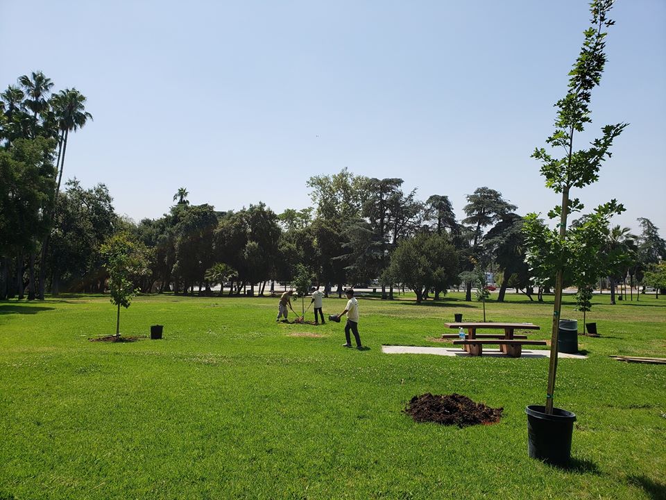 Planting 47 New Trees