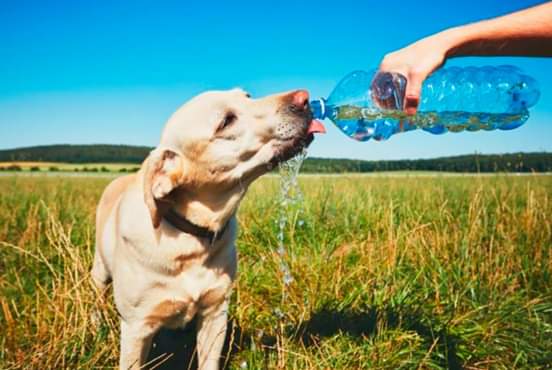 Pet Safety is Important