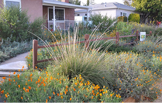 Councilwoman Monica Rodriguez - drought-tolerant landscaping