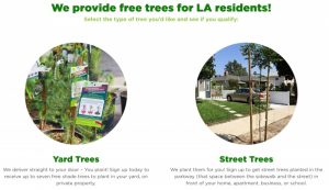 Free 5- gallon Shade Tree Adoptions