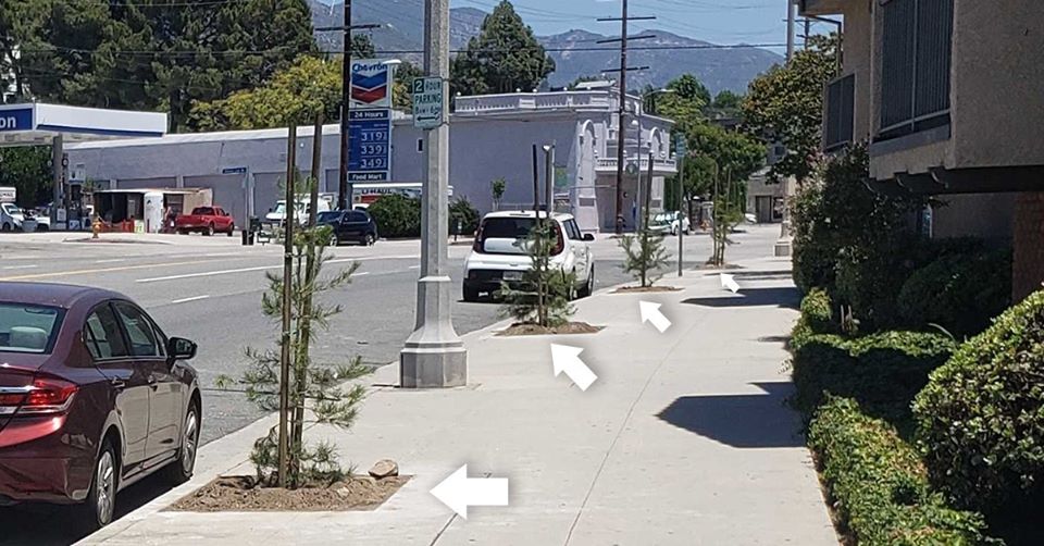 planted 57 new street trees along Foothill Blvd