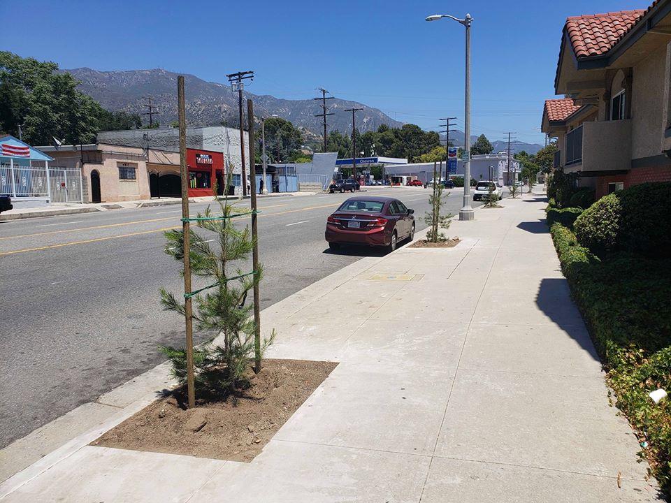 Sign up for a FREE street tree