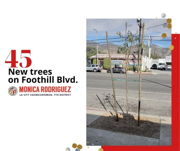 45 New Trees on Foothill Blvd. 