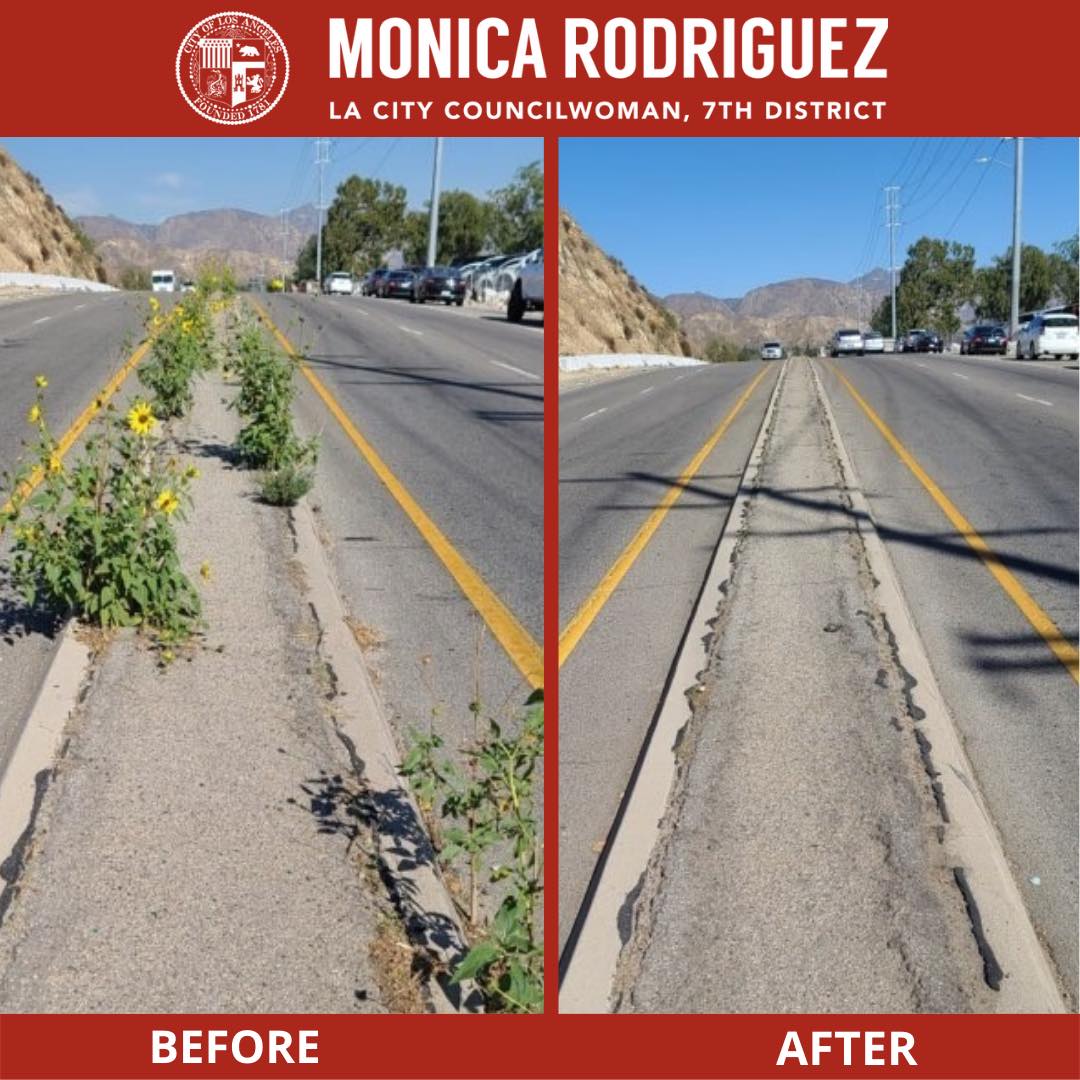 Our Crew Removed Overgrown Vegetation