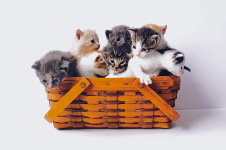 From Assemblymember Luz Rivas Desk – COVID-19 – Free School Meals #AD39